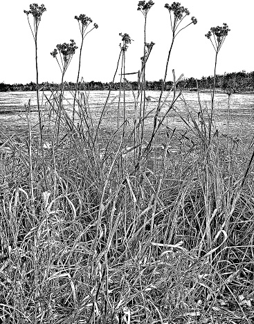 Dried Wetlands Plants. Early spring.