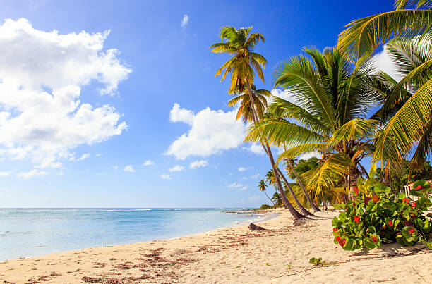 istock Caribbean beach in Dominican Republic 466718446