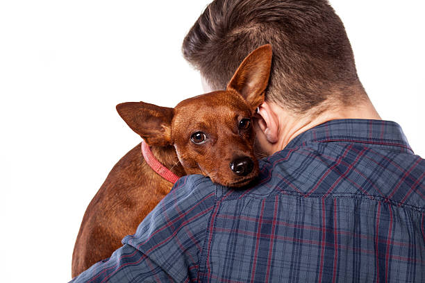 istock Small dog lying on the shoulder of his owner 466719418
