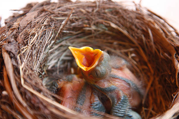 istock small Blackbirds just leave the egg in nest 466719427