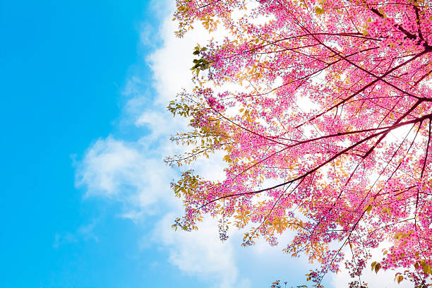 istock Branch with pink sakura blossoms in Thailand 466719704