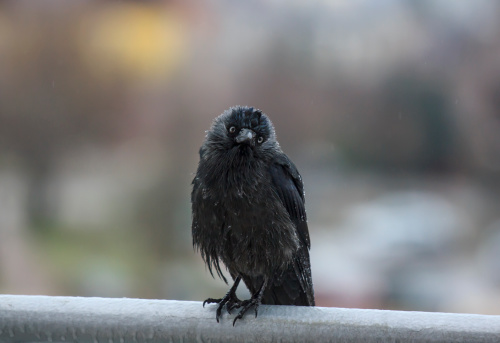 wet crow in the rail sitting on balcony rail and looking into the camera