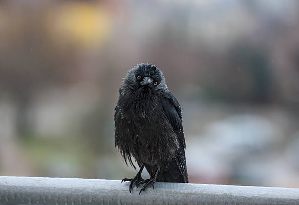 wet crow in the rail sitting on balcony rai stock photo