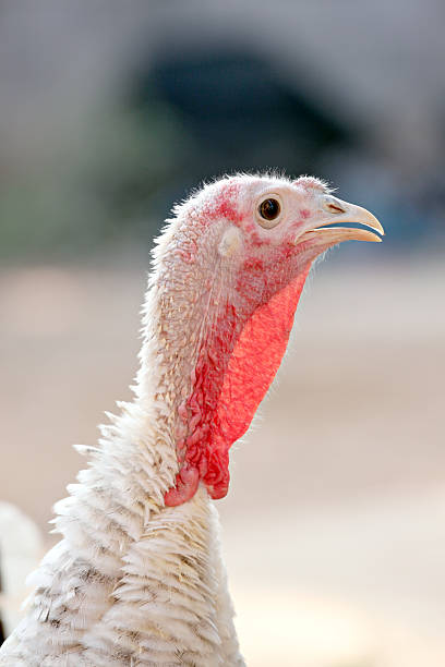 istock Head of Turkey hen. 466722293