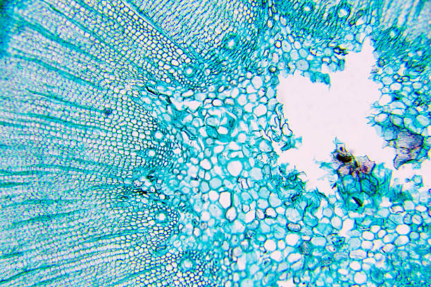 istock Microscope picture of plant cells in blue 466722694