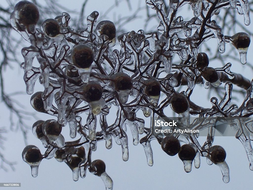 Ice Storm Icicles formed on seed pods after and ice storm 2015 Stock Photo