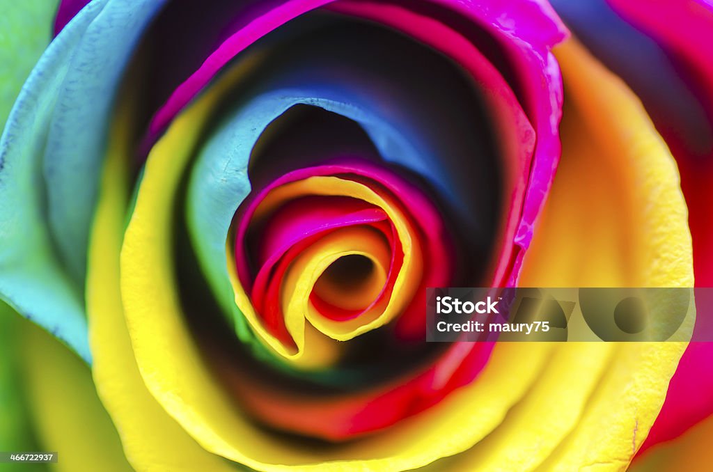 Rainbow Rose Flower Rainbow Rose Abstract Flower Rainbow Stock Photo