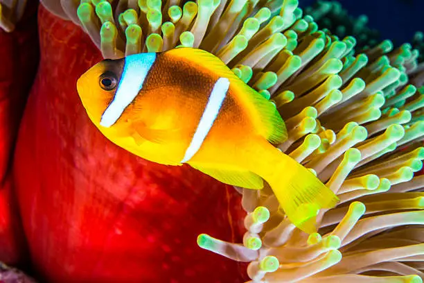 A Redsea Clownfish in Egypt