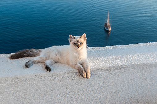 Santorini cat relaxing on white wall against Aegean Sea with sailboat. Afternoon sunlight.