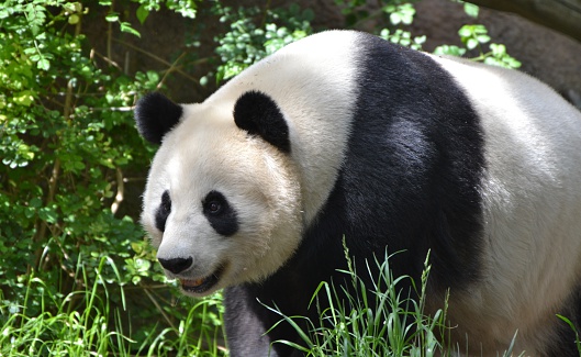 A Giant Panda (Ailuropoda melanoleuca), a black and white bear native to China.