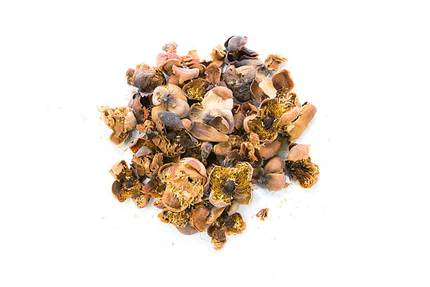 istock Indian rose chestnut, Mesua ferrea L. 466724076