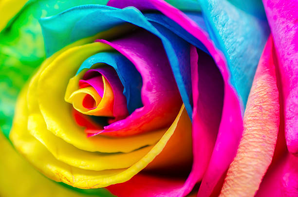 istock Poetic Colorful Rose 466726147