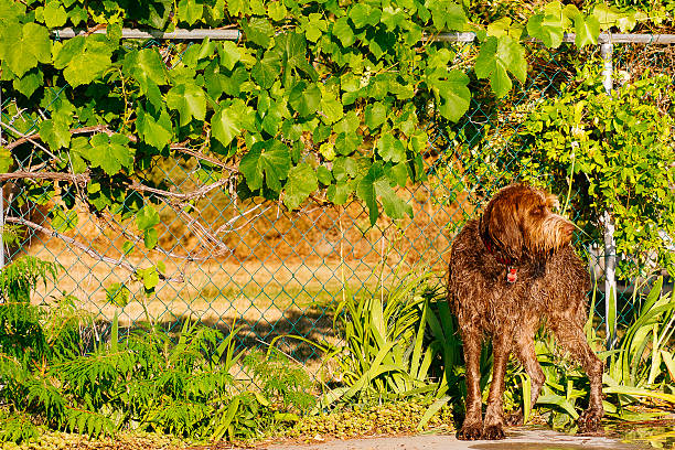 Dog hanging around in front of a chain link fence Dog spinoni stock pictures, royalty-free photos & images