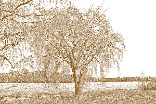 ива и озеро в начале весны. сепия цвета - willow tree weeping willow tree isolated stock illustrations