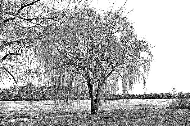 ива и озеро в начале весны - willow tree weeping willow tree isolated stock illustrations