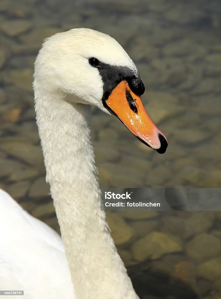 Swan - Lizenzfrei Fotografie Stock-Foto