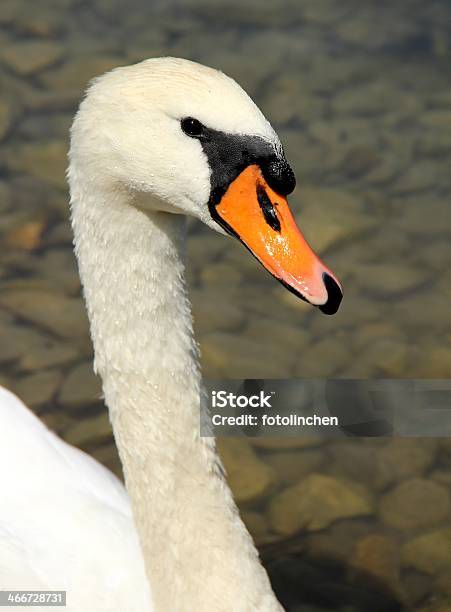 Swan Stockfoto und mehr Bilder von Fotografie - Fotografie, Lebewesen, Natur