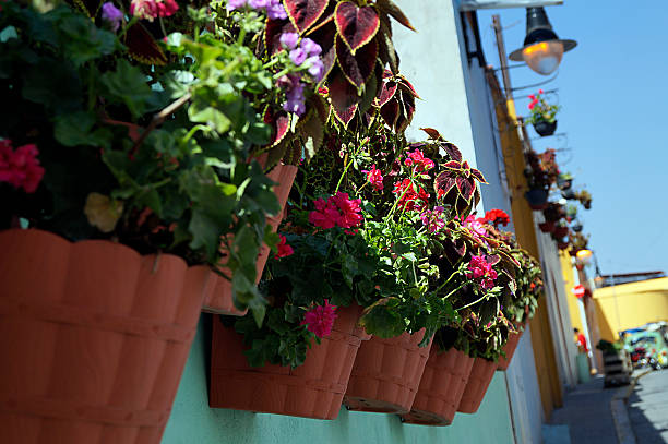 istock Potted Flowers over the Wall 466729132