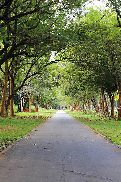 istock Country road running through tree alley 466732156