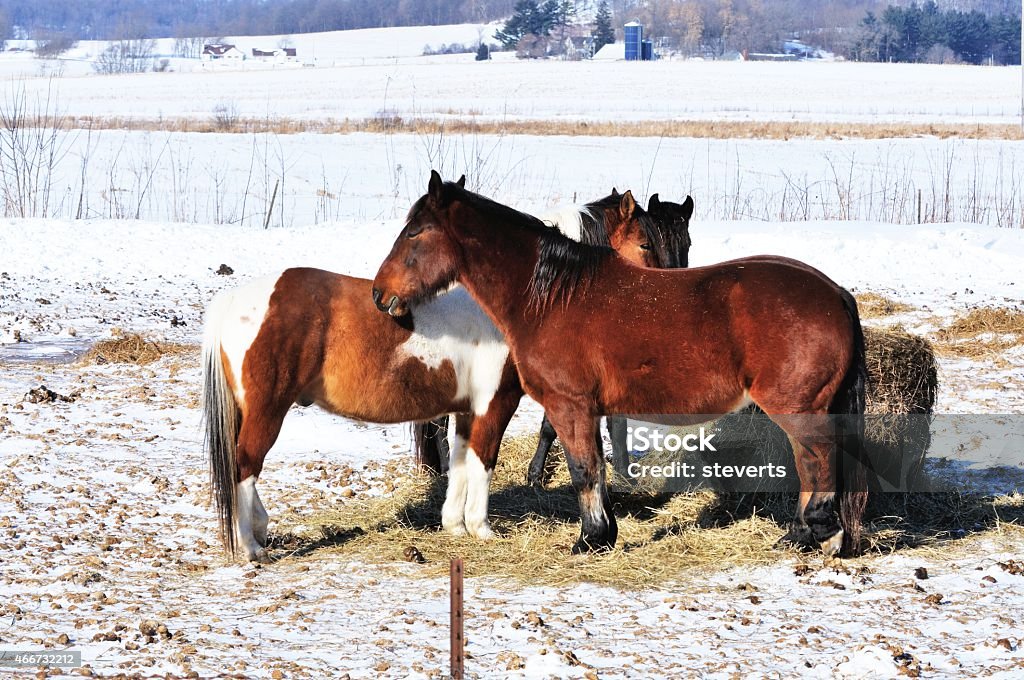 Horses and Hay Three horses eating hay in winter pasture. 2015 Stock Photo