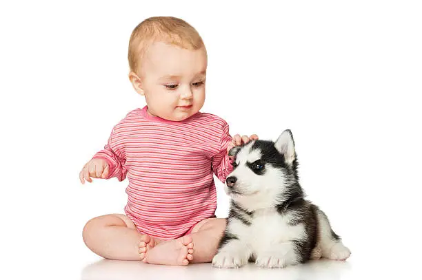 Little girl playing with a puppy husky, isolated on white