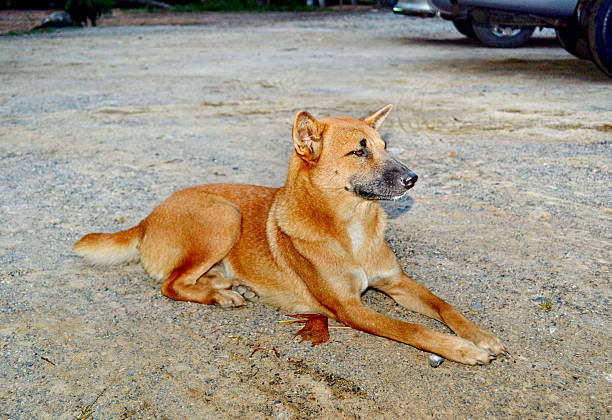 istock Dogs in Thailand 466732480