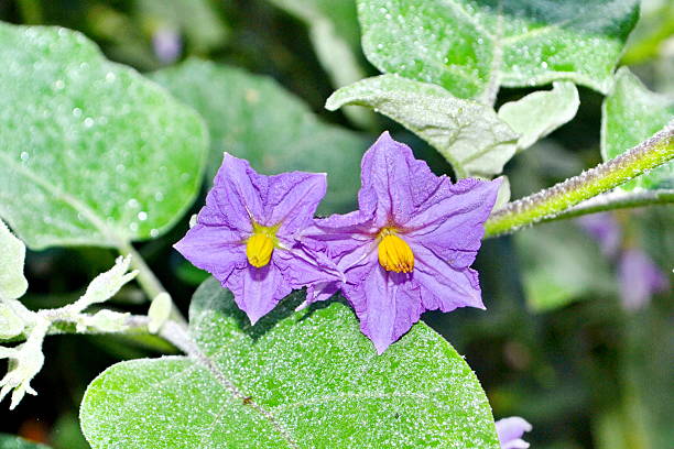 istock purple wild eggplant flowers blooming in nature, 466732536