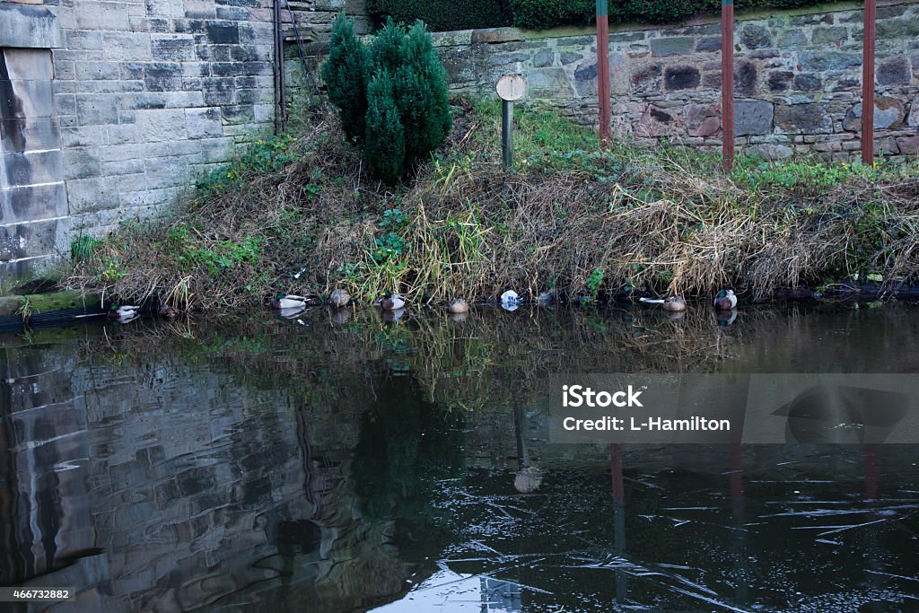 Scotland - Ducks on the canal Canal in Edinburgh, Scotland 2015 Stock Photo