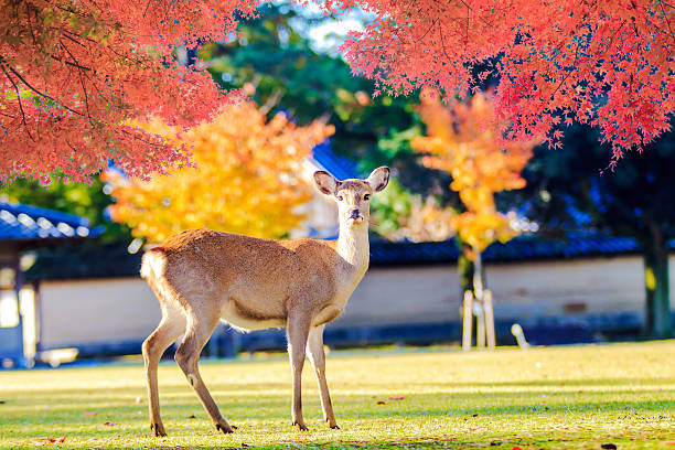 istock Nara deer roam free in Nara Park, Japan 466734060