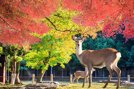 Nara deer roam free in Nara Park, Japan
