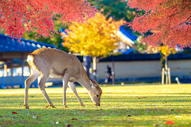 istock Nara deer roam free in Nara Park, Japan 466734068