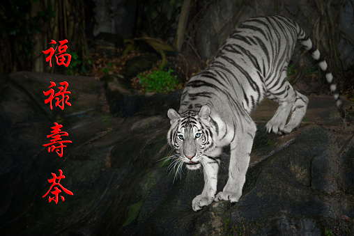 Sumatran White Tiger staring victim on a rainy day. and Chinese character meaning Good luck, the ascendancy, long life, legs.