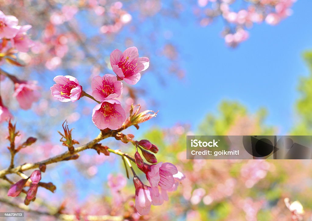 Printemps des fleurs de cerisiers en fleurs - Photo de Arbre libre de droits