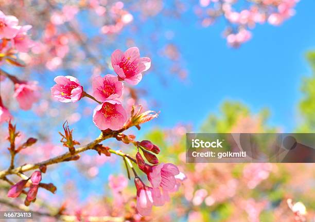 Foto de Primavera Flores De Cereja Flores e mais fotos de stock de Abril - Abril, Arbusto, Azul