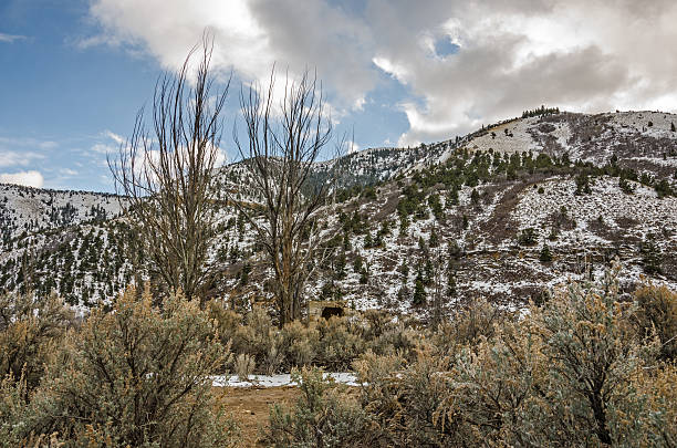 Standardville, Utah, Scenery If you look on the right side of the tall tree on the right, you will see the top of part of a building in the ghost town of Standardville, Utah. carbon county utah stock pictures, royalty-free photos & images