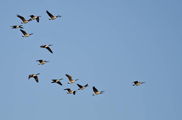 istock Flock of Canada Geese Flying in a Blue Sky 466737736