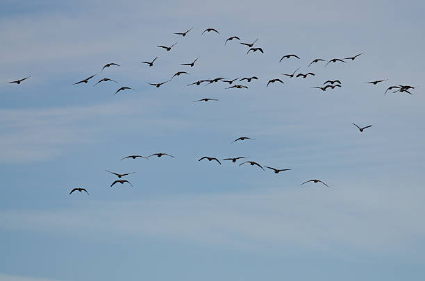 istock Flock of Greater White-Fronted Geese Flying in a Blue Sky 466737764