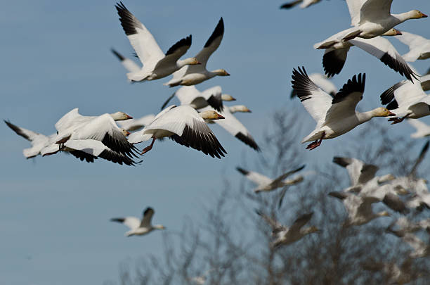 istock Flock of Snow Geese Flying Over the Marsh 466737772
