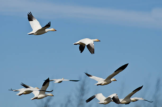 istock Flock of Snow Geese Flying in a Blue Sky 466737774