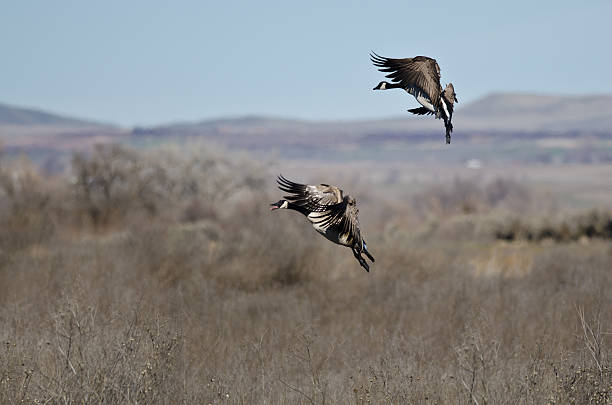 istock Pair of Canada Geese Landing in the Marsh 466737778