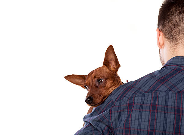 istock Small dog lying on the shoulder of his owner 466737782