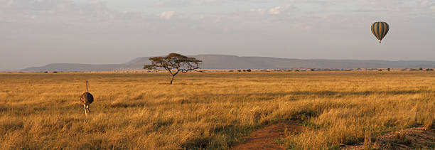 istock Savannah Panorama with Ostrich, Tree, Balloon 466737831