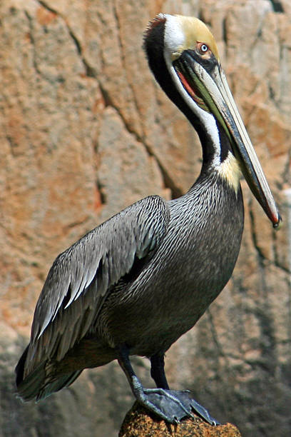 istock Pelican pride on Los Arcos in Cabo San Lucas Mexico 466737952