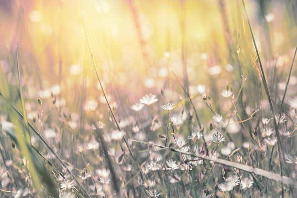 istock Grass and little white flowers on the field 466738972