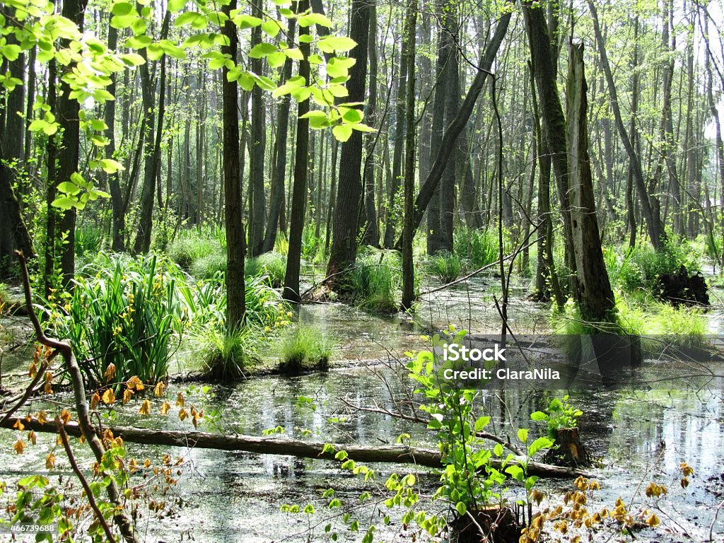 Nature reserve on the island of Usedom Germany Nature reserve on the island of Usedom - Mecklenburg Vorpommern Island Stock Photo