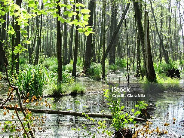Nature Reserve On The Island Of Usedom Germany Stock Photo - Download Image Now - Island, Usedom, 2015