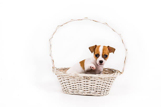 pedir atenção chihuahua cachorrinho sentado em um cesto - dog overweight pleading begging imagens e fotografias de stock