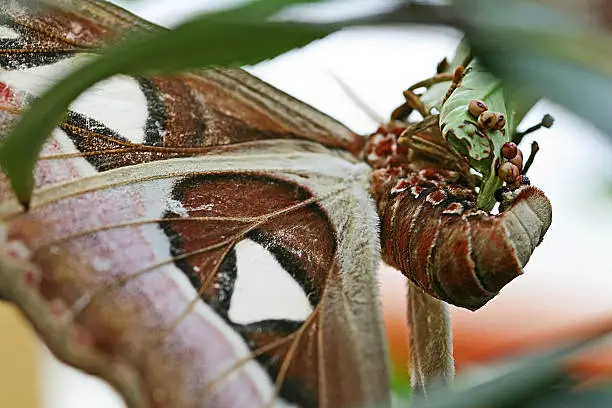 Photo of the atlas spinner