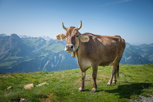 Crying cow, Austria, Bregenzerwald