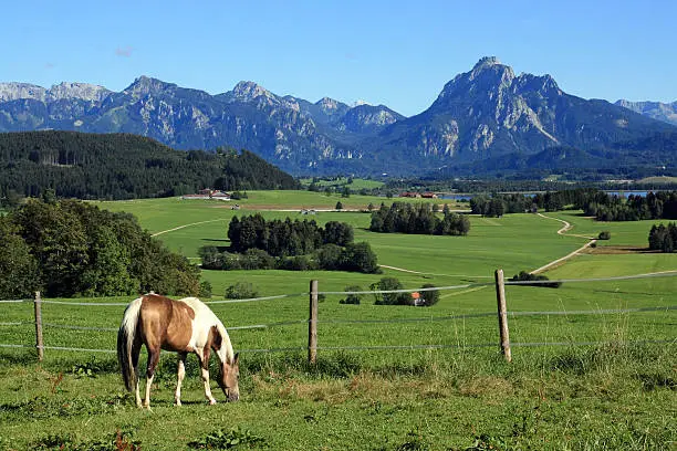 a horse on the juicy green one pointed from Bavaria